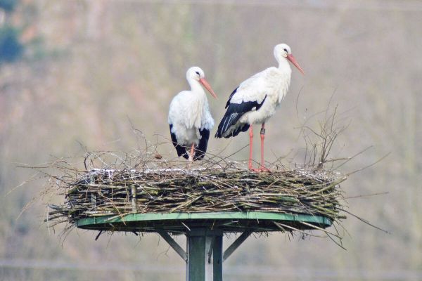 Familiendrama auf dem Storchenmast