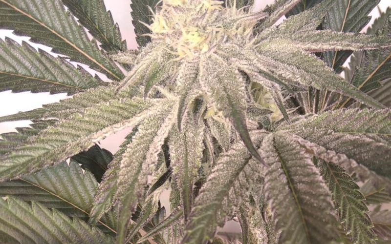 Immer noch kein Grass-Anbau in Witten