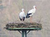 Familiendrama auf dem Storchenmast