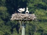 Wittener Jungstörche sind über den Berg