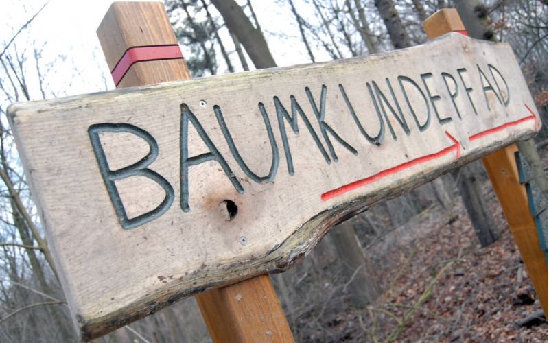 Neuer Baumkundepfad am Hohenstein