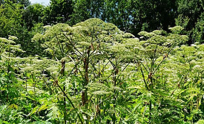 Riesen-Bärenklau erobert die Ruhrufer