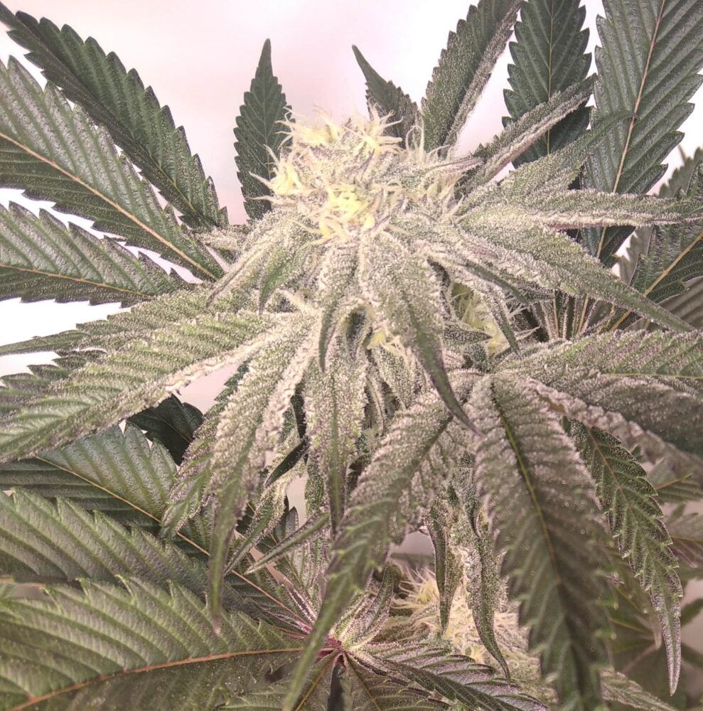 Immer noch kein Grass-Anbau in Witten