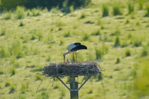 Dritter Versuch auf dem Storchenmast