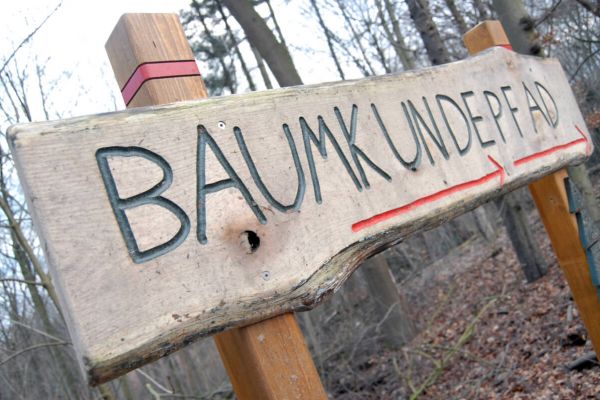 Neuer Baumkundepfad am Hohenstein