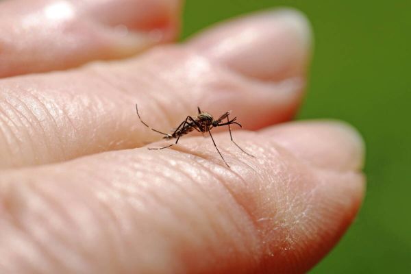 Vorsicht bei Insektenstichen