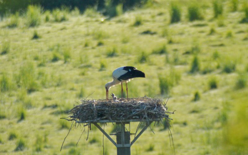 Dritter Versuch auf dem Storchenmast