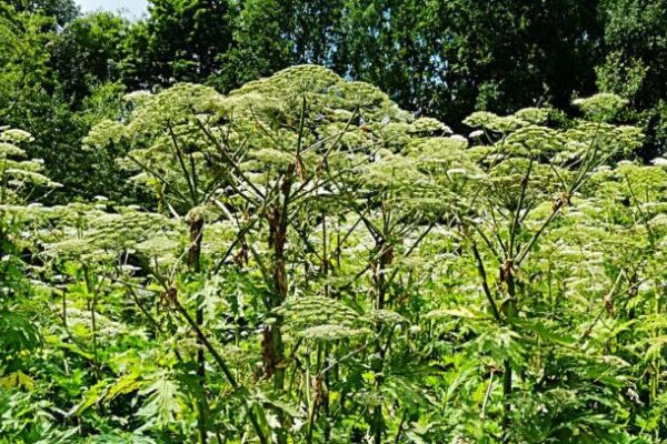 Riesen-Bärenklau erobert die Ruhrufer