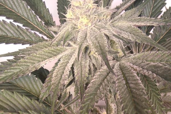 Immer noch kein Grass-Anbau in Witten