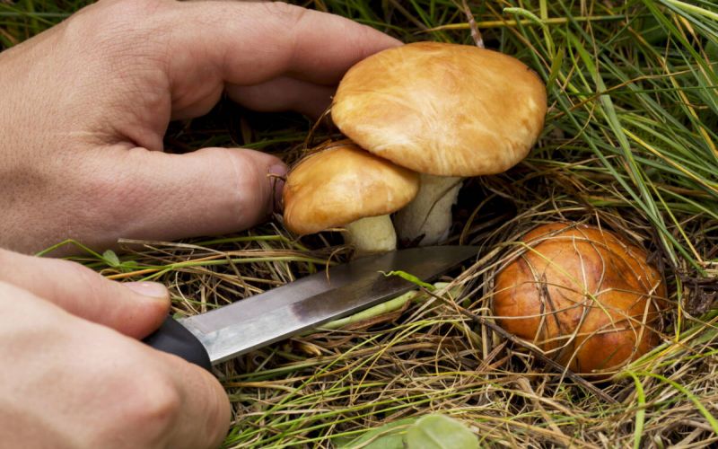 Achtung vor Pilzvergiftungen