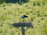 Dritter Versuch auf dem Storchenmast