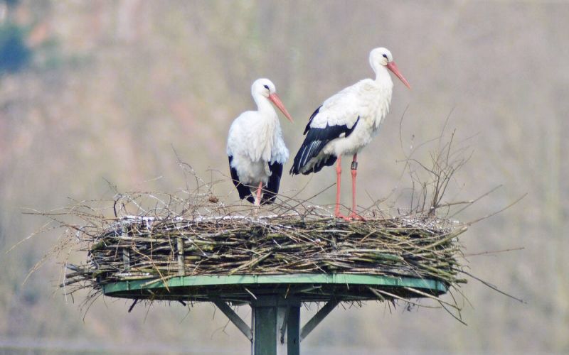 Familiendrama auf dem Storchenmast