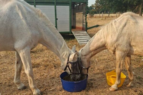 Freundschaft auf den ersten Blick: Shagall (28) und Bronko (35) Foto: UvK/Ennepe-Ruhr-Kreis