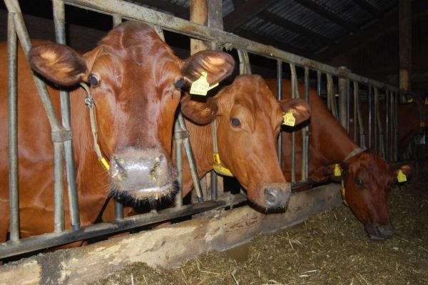 Maul- und Klauenseuche geht um