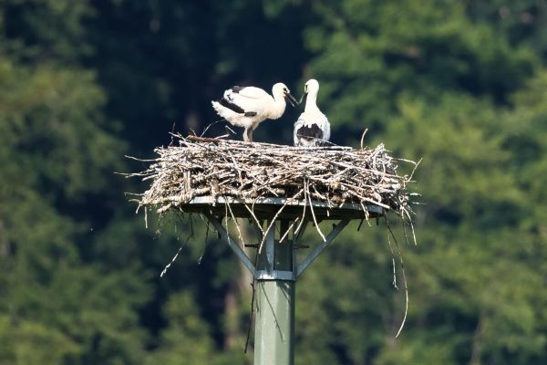 Wittener Jungstörche sind über den Berg