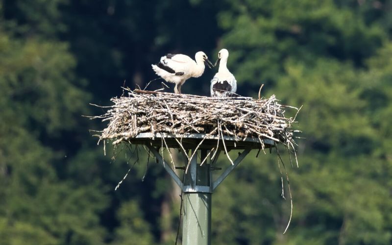 Wittener Jungstörche sind über den Berg